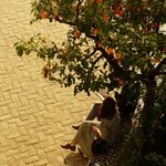 待到山花烂漫时ing