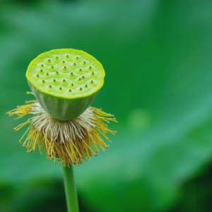 论如何在“热情似火”的人生里,靠一颗“莲子”找到“清凉小确幸”