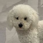 米奇喵喵喵_f98K