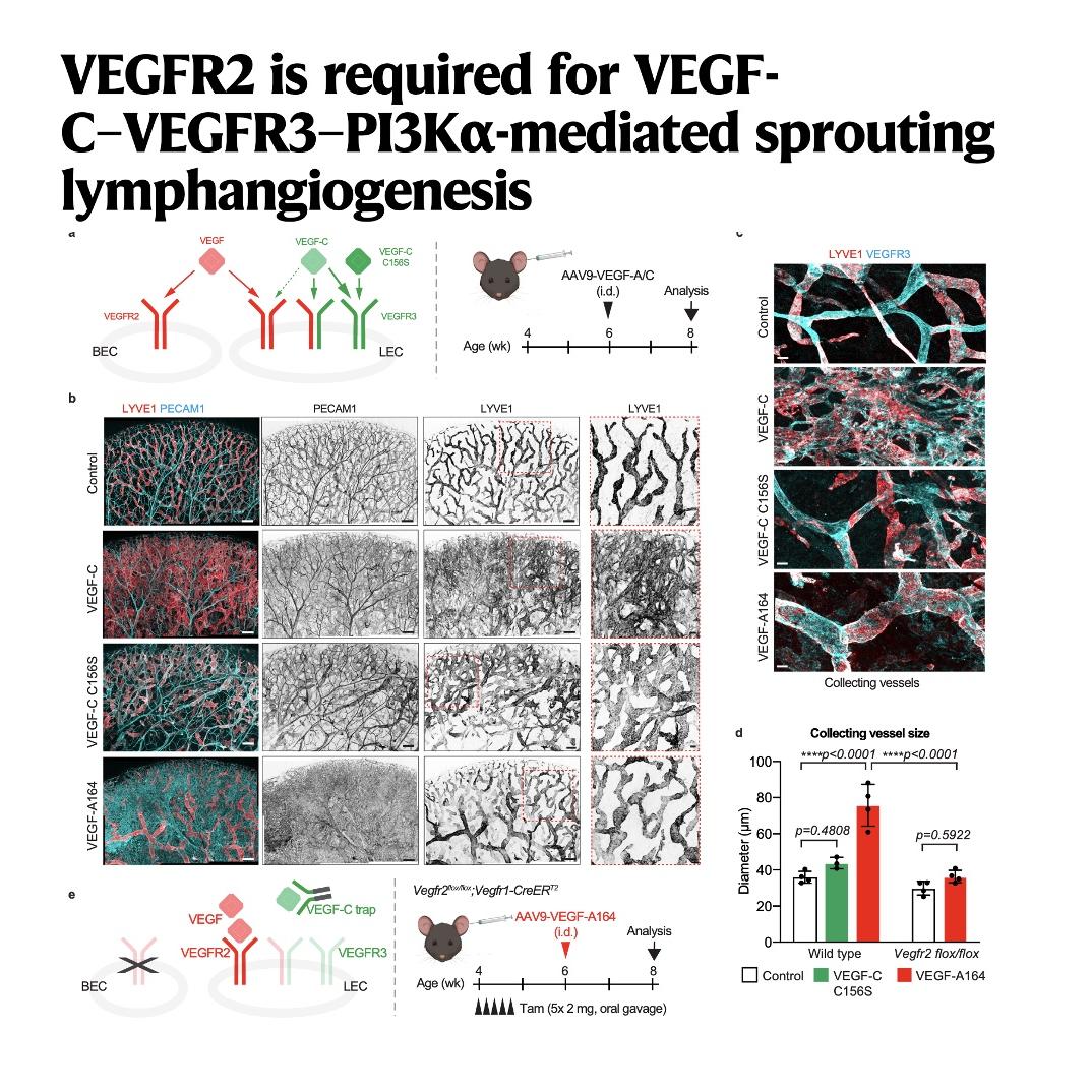 1102-VEGFR2 for VEGF-C Driven Lymphatic Sprouting episode artwork