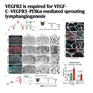 1102-VEGFR2 for VEGF-C Driven Lymphatic Sprouting