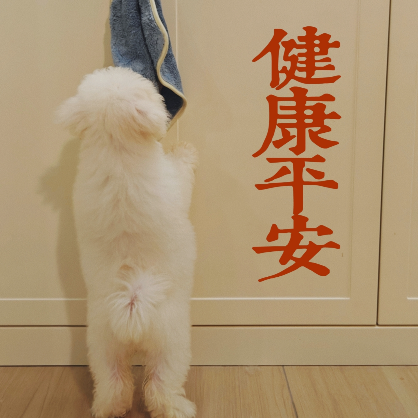 002 今年六月，猫狗双全 episode artwork