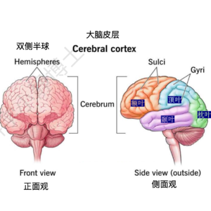 从脑科学看0-6岁专注力、情绪管理与英语启蒙｜对谈脑科学博士 22