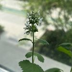 可达鸭啊