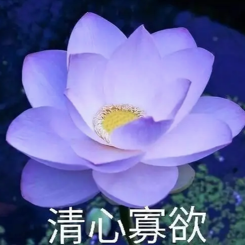 淡学，新造的词和新造的人【不上班办公室#25】 episode artwork