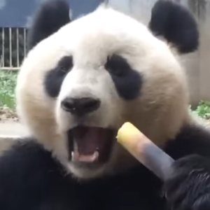 食色，吃播