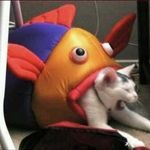 安康魚