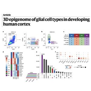 1593-3D Epigenome of Glial Cell in Developing Human Cortex