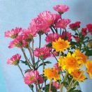 Anne_qVSS