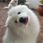 神奇海螺超级颈椎