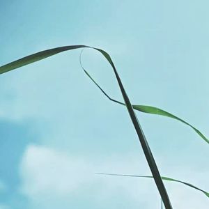 podcaster-avatar
