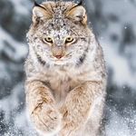 凉皮凉面牛筋面