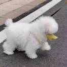 离线_Lising