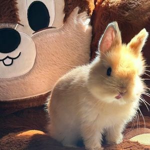 影音收集||英语听力练习资源