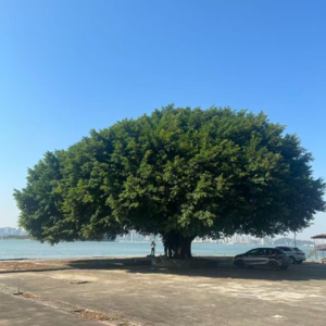 为什么我们总是焦虑