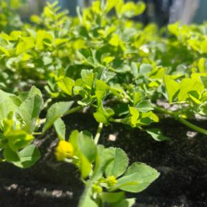 温柔的距离：我们不是来忍耐痛苦的。我们是来确认——哪些连接值得保留，哪些温柔必须留给自己。