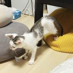 Maomao锚锚