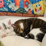 漸進有两只猫猫