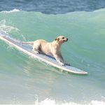 冲浪小狗