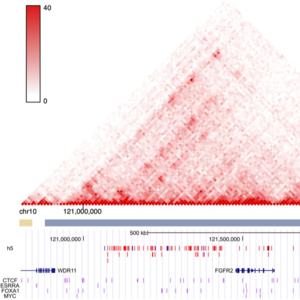 EP16 所以什么是三维基因组@赵恒强