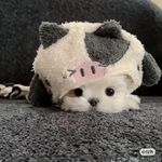 茉诘御