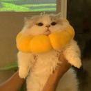 眼熟我本人很酷