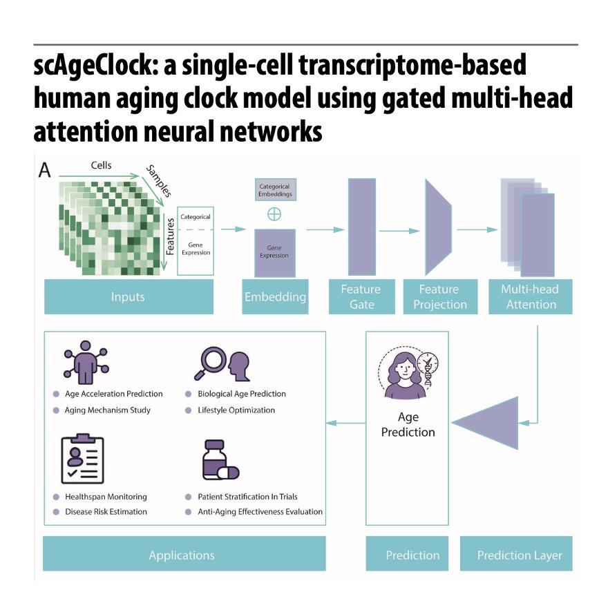 956-scAgeClock: Model for Single-Cell Human Aging episode artwork