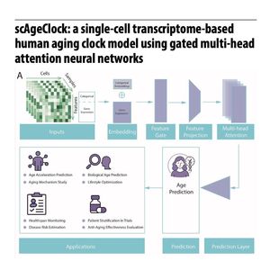 956-scAgeClock:基于门控多头注意力神经网络的人类单细胞衰老钟模型