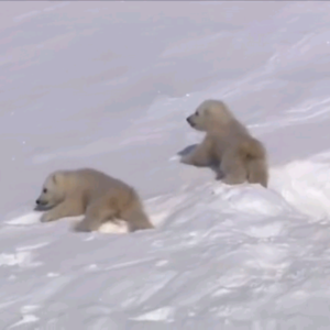 BBC Earth｜迈出第一步的北极熊幼崽