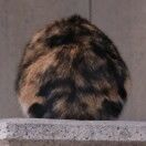 西伯利亚小老鼠