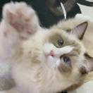 麻猫子