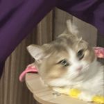 神秘访客莎莎