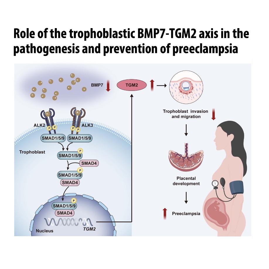 1410-The BMP7-TGM2 Axis in Preeclampsia Pathogenesis episode artwork
