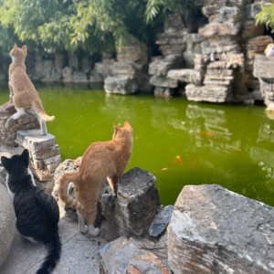 10.balance's friends|当代大学生真的只能走过存在主义危机,才配好好生活吗?