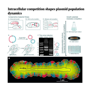 347-Plasmid Population Dynamics