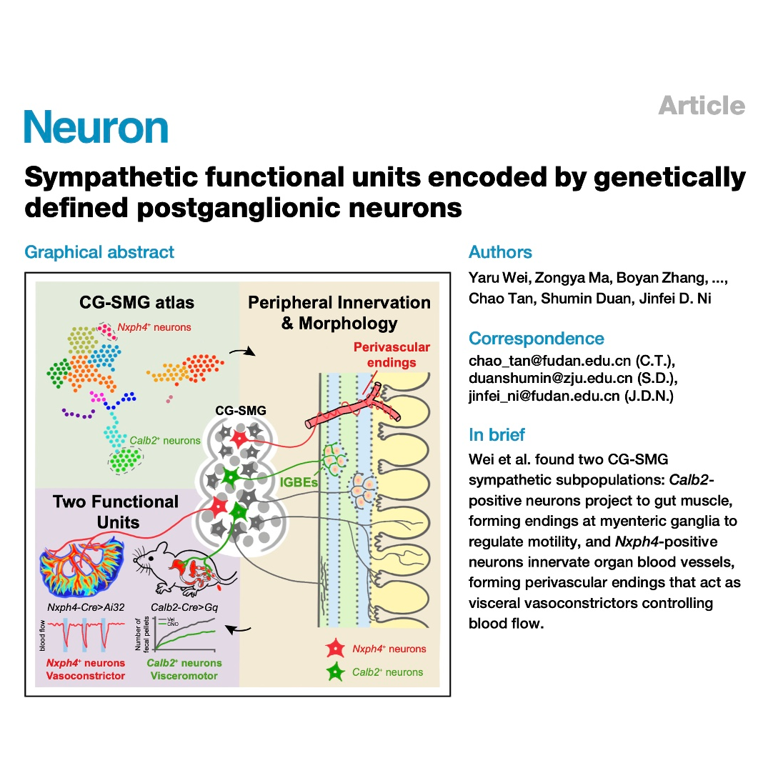 343-交感神经功能单位的遗传编码 343-交感神经功能单位的遗传编码