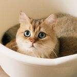 五花花啦啦啦