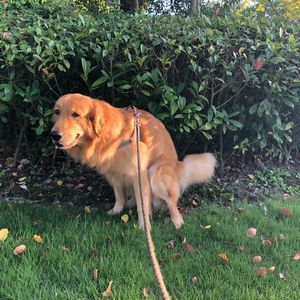 2509.13309v1 拆解WebResearcher的“迭代式研究”范式(IterResearch)