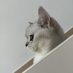 甜小小张
