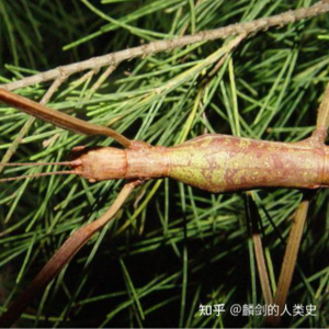 巨物来袭: 最大的昆虫-中国巨竹节虫