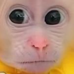 咩都不知道喽