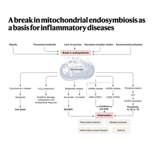 129-线粒体内共生中断与炎症性疾病