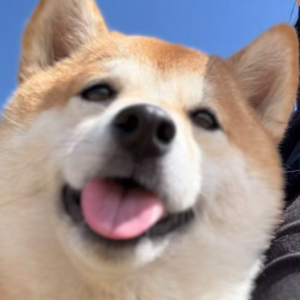 006.养狗不是一时冲动,是一次人生决定。