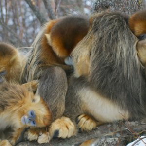 BBC Earth|抱团取暖的金丝猴