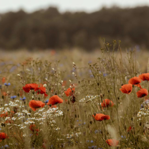 BBC随身英语|再野化:让自然重焕生机