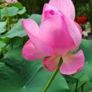 菲纹乐宝