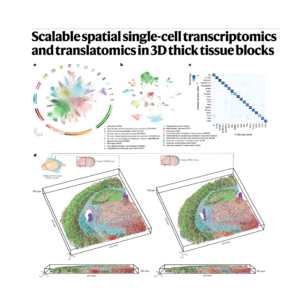 293-3D Deep-STARmap and Deep-RIBOmap in Thick Tissues