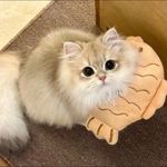 吗楼哪里跑