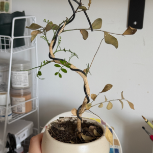 列清单对于容易崩溃的人来说是定心丸 📅 Jun.17