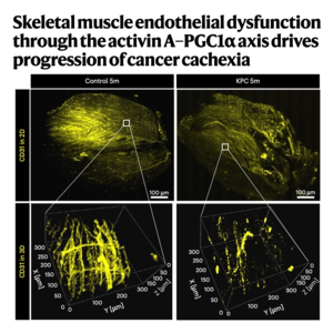 673-Endothelial Dysfunction as a Driver of Cancer Cachexia